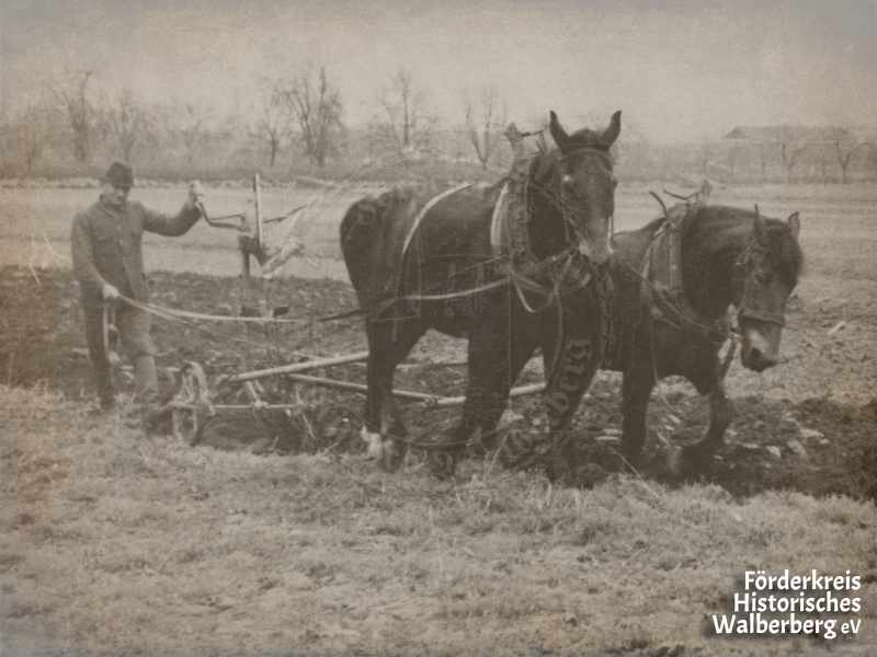 Bauer Thomas Krumbach bei der Feldarbeit mit dem Pferdegespann